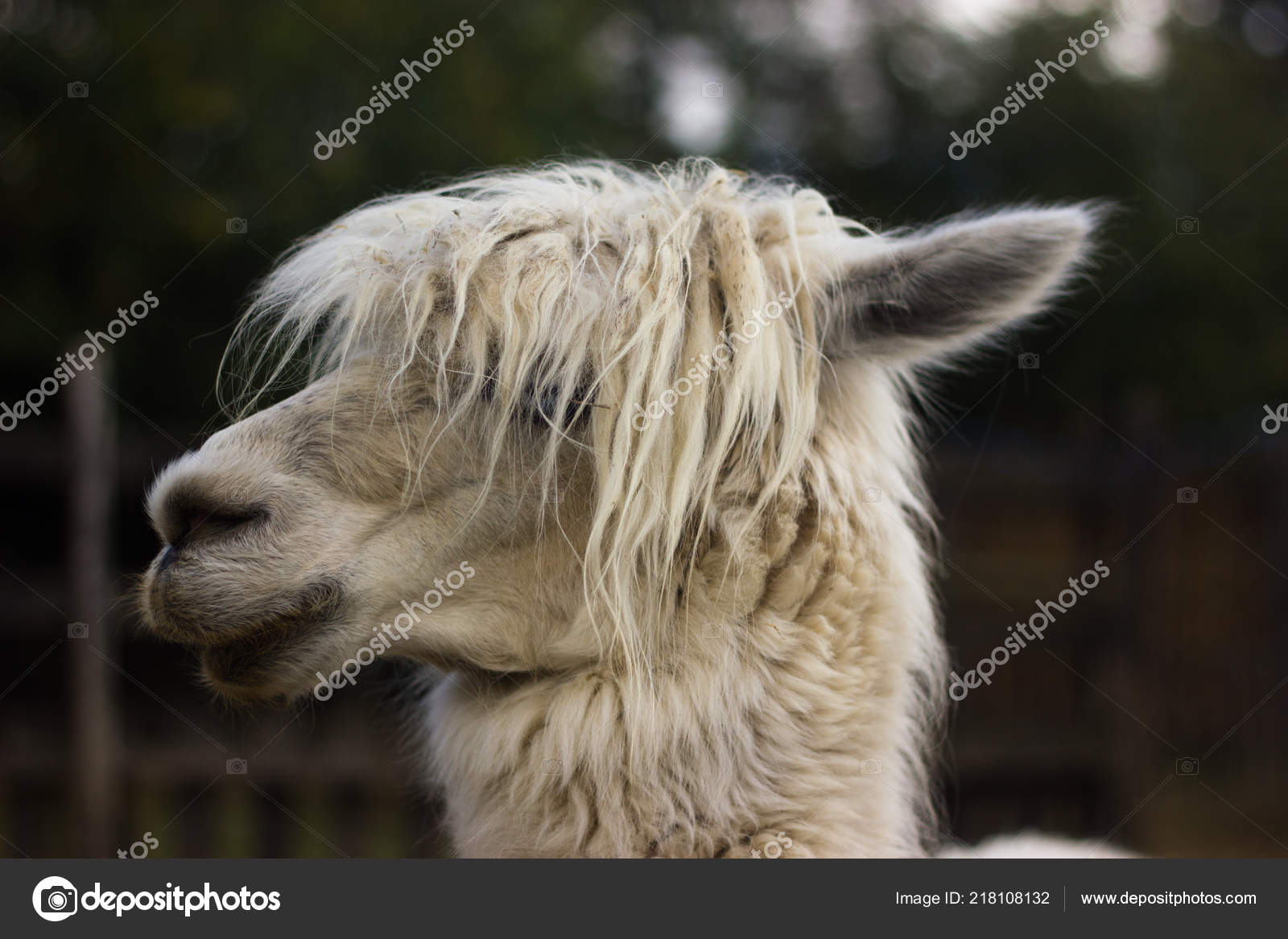 White Icory Muzzle Llama Alpaca Piercing Eyes Stock Photo
