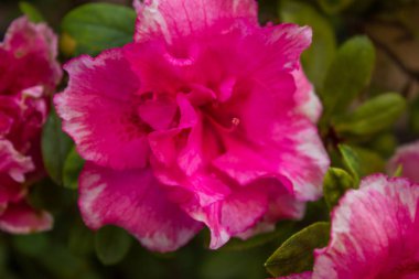 büyük pembe ve beyaz çiçek