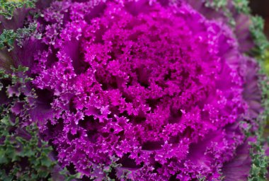 pembe, mor lahana, süs