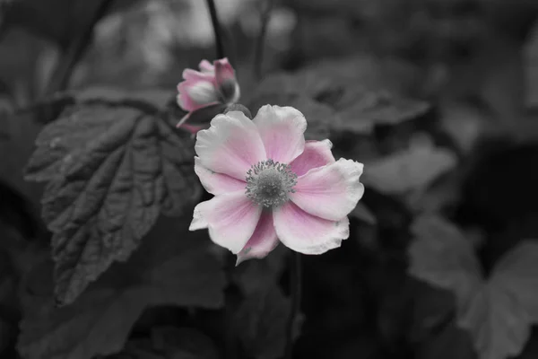 Zwart Wit Foto Van Een Bloem Met Een Roze Tint — Stockfoto