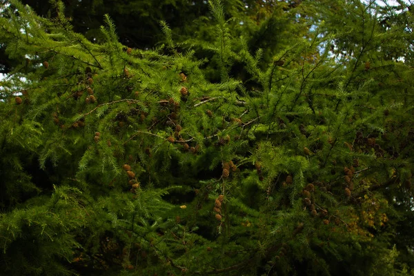 Grüne Zweige Mit Zapfen — Stockfoto