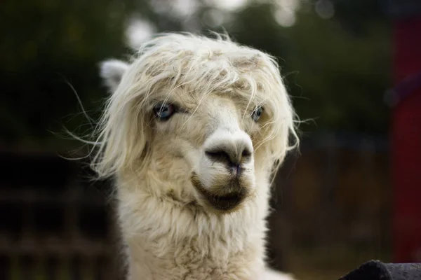 White Icory Muzzle Llama Alpaca Piercing Eyes — Stock Photo, Image