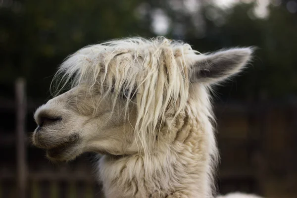 White Icory Muzzle Llama Alpaca Piercing Eyes — Stock Photo, Image
