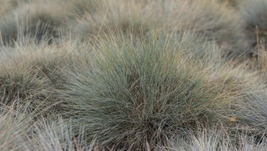 arka plan gri renk çim