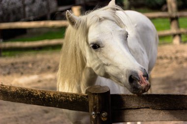 Namlu iri gözlü beyaz at