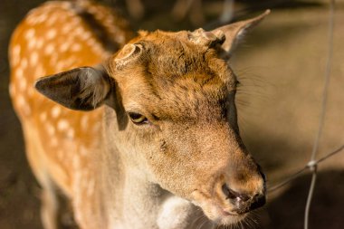 Namlu kızgın geyik