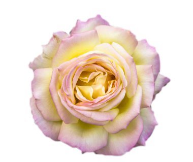 beyaz ve pembe renk gül 