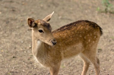 küçük bir geyik standları ve yan görünüyor