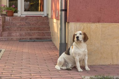 evin önünde oturan köpek