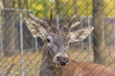 bir yetişkin kahverengi geyik boynuzlarıyla büyük kesme yoluyla tutsak kameraya sarı yapraklar sonbaharda görünüyor.