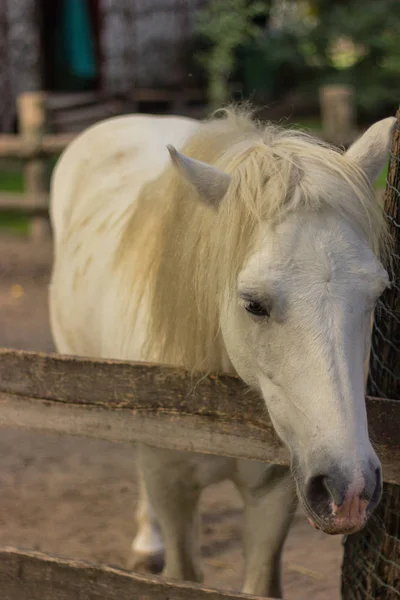 Bozal Caballo Blanco — Foto de Stock