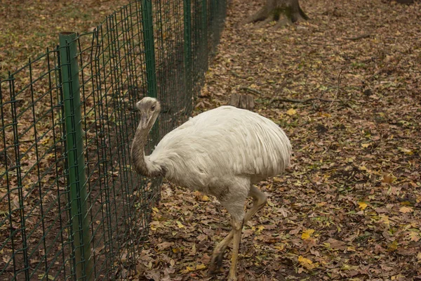 Focinho Emus Branco — Fotografia de Stock