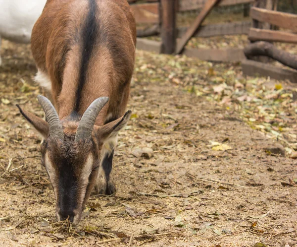 Eine Braune Ziege Frisst Herbstblättern Ein Ziegenbock Eine Ziege Mit — Stockfoto