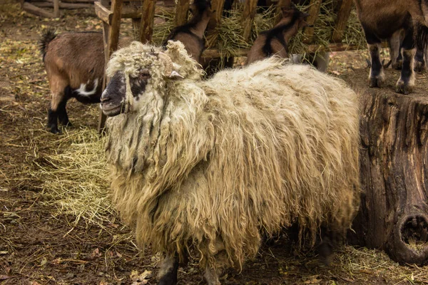 Angoraziege Viel Weiße Wolle Dreadlocks Gerollte Wolle Stehen Auf Dem — Stockfoto