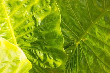 büyük yeşil yaprakları için arka plan ile çizgiler ve yapı