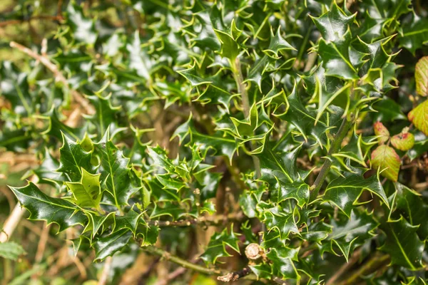 Boom Met Stekelige Groene Bladeren Met Een Gele Lijn — Stockfoto