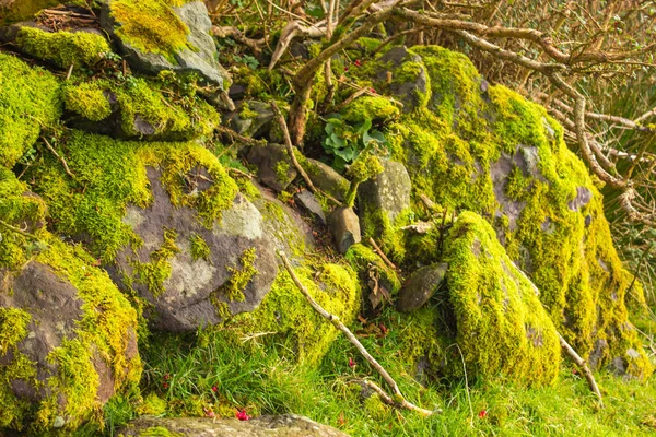 Boom Groeit Uit Stenen Met Groene Mos Ierland Rode Bloem — Stockfoto