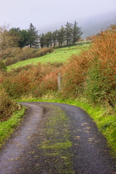 Farbige Straße Wald Mit Asphalt Ohne Menschen Viel Farbe — Stockfoto