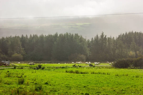 Bir Yeşil Alan Kuru Ağaç Koyun Sürüsü — Stok fotoğraf