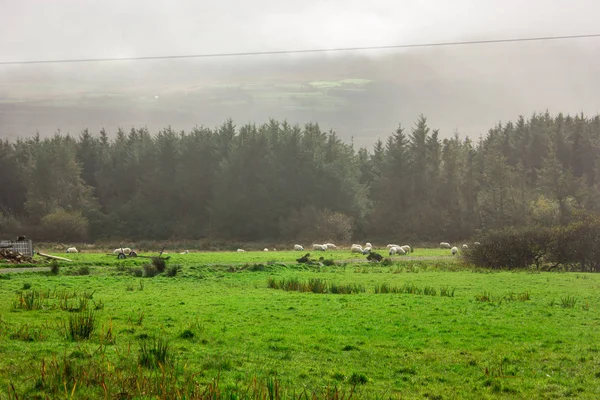 Eine Schafherde Auf Einer Grünen Wiese Und Einem Trockenen Baum — Stockfoto