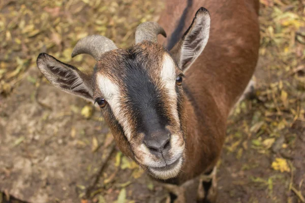 Una Sonrisa Cabra Marrón Cámara Una Cabra Macho Una Cabra — Foto de Stock