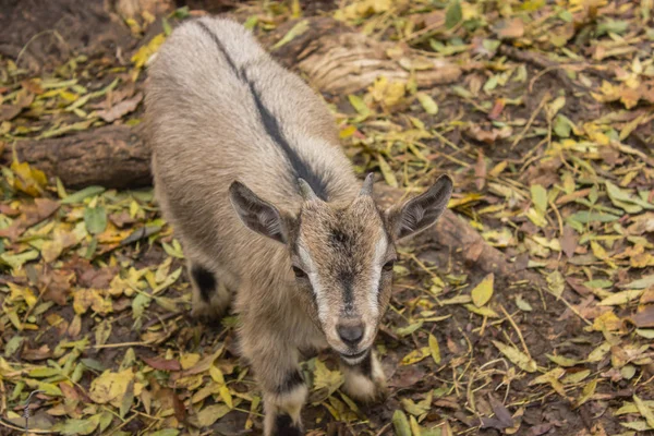 Yeang Cabra Pequeña Sin Cuernos Color Marrón — Foto de Stock