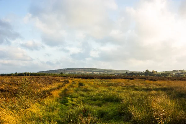 dry swamps at sunset with dry grass peat is made of it