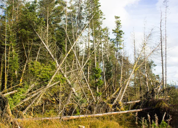 Arbres Fins Tombés Dans Forêt Vent Dans Irlande — Photo