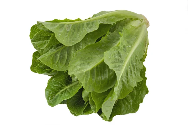 Fresh Salad Romain White Background Isolated Romain Lettuce Closeup View — Stock Photo, Image