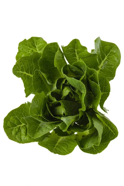 Fresh Salad Romen White Background Isolated Romain Lettuce Top View — Stock Photo, Image