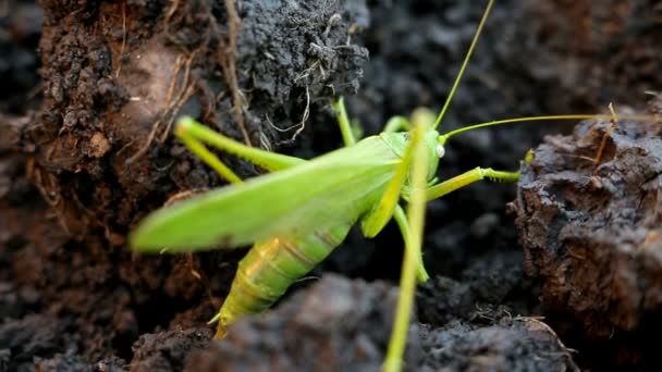 Big green grasshopper lays her eggs in the soil — Stock Video