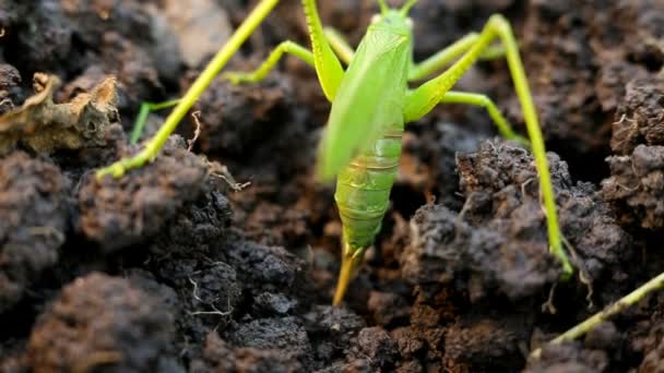 Grande cavalletta verde depone le uova nel terreno — Video Stock