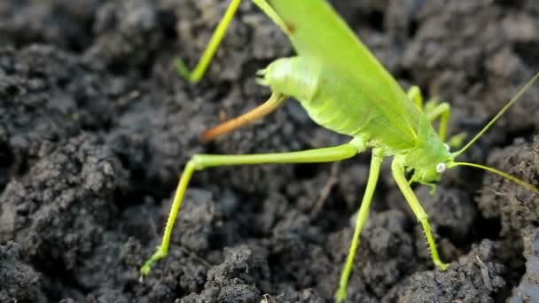 Big green grasshopper lays her eggs in the soil — Stock Video