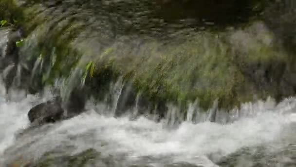 Гірський річковий водоспад в лісі — стокове відео