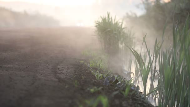 Грузовики пересекают туманный лес — стоковое видео