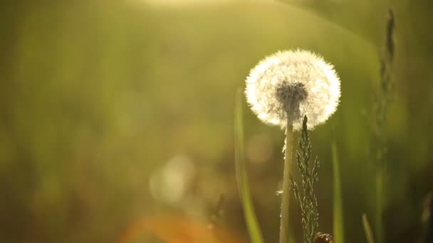 Dandelions swaying in wind — Stock Video