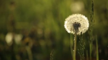 Rüzgarda sallanan karahindiba