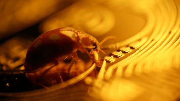 Bug lieveheersbeestje op munt bitcoin — Stockvideo