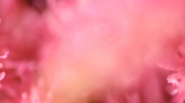 Bahar çiçeği arka planı. Çiçek açan ağaç ve güneş ışığıyla güzel bir doğa sahnesi