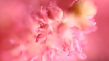 Bahar çiçeği arka planı. Çiçek açan ağaç ve güneş ışığıyla güzel bir doğa sahnesi