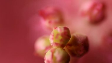 Bahar çiçeği arka planı. Çiçek açan ağaç ve güneş ışığıyla güzel bir doğa sahnesi