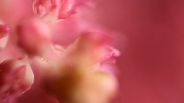 Bahar çiçeği arka planı. Çiçek açan ağaç ve güneş ışığıyla güzel bir doğa sahnesi