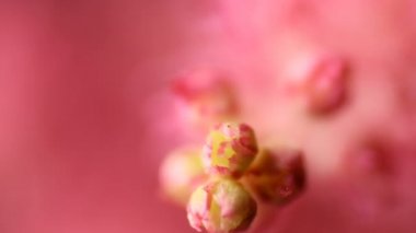 Bahar çiçeği arka planı. Çiçek açan ağaç ve güneş ışığıyla güzel bir doğa sahnesi