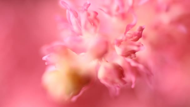 Φόντο ανοιξιάτικων λουλουδιών. Όμορφη φύση σκηνή με ανθισμένα δέντρα και τον ήλιο φωτοβολίδα — Αρχείο Βίντεο