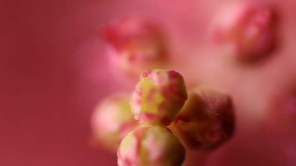 Fond de fleur de printemps. Belle scène de nature avec arbre en fleurs et éruption solaire — Video