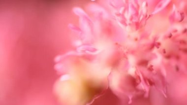 Bahar çiçeği arka planı. Çiçek açan ağaç ve güneş ışığıyla güzel bir doğa sahnesi