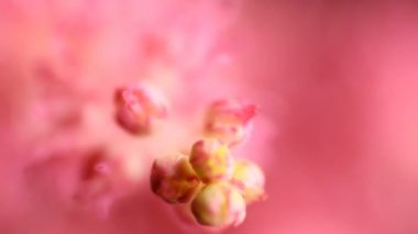 Bahar çiçeği arka planı. Çiçek açan ağaç ve güneş ışığıyla güzel bir doğa sahnesi