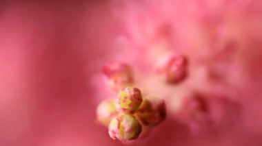 Bahar çiçeği arka planı. Çiçek açan ağaç ve güneş ışığıyla güzel bir doğa sahnesi