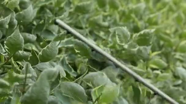 Trädgårdsmästare klipper elektrisk sax buske i trädgården av dern brokiga — Stockvideo