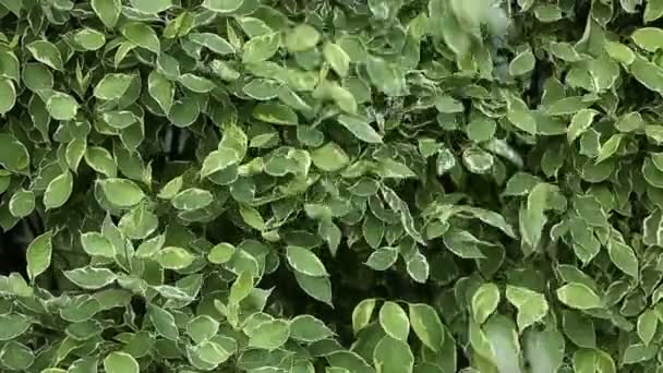 Tuinman snijdt elektrische schaar bush in tuin van dern bonte — Stockvideo